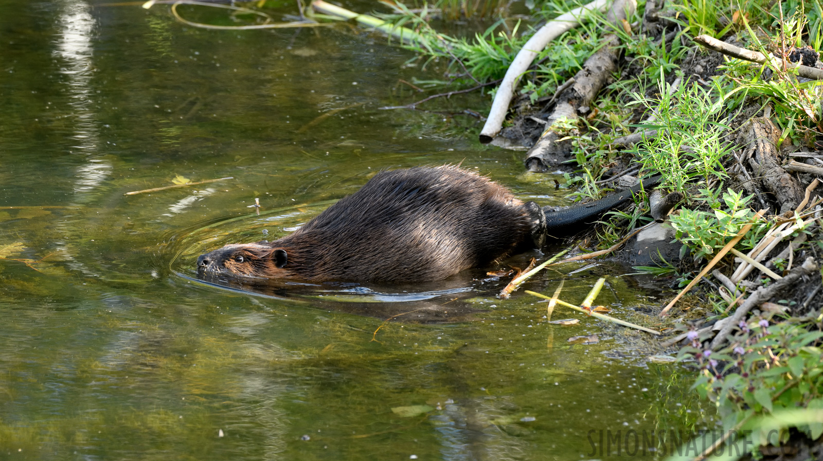 Castor canadensis [400 mm, 1/320 Sek. bei f / 8.0, ISO 1600]